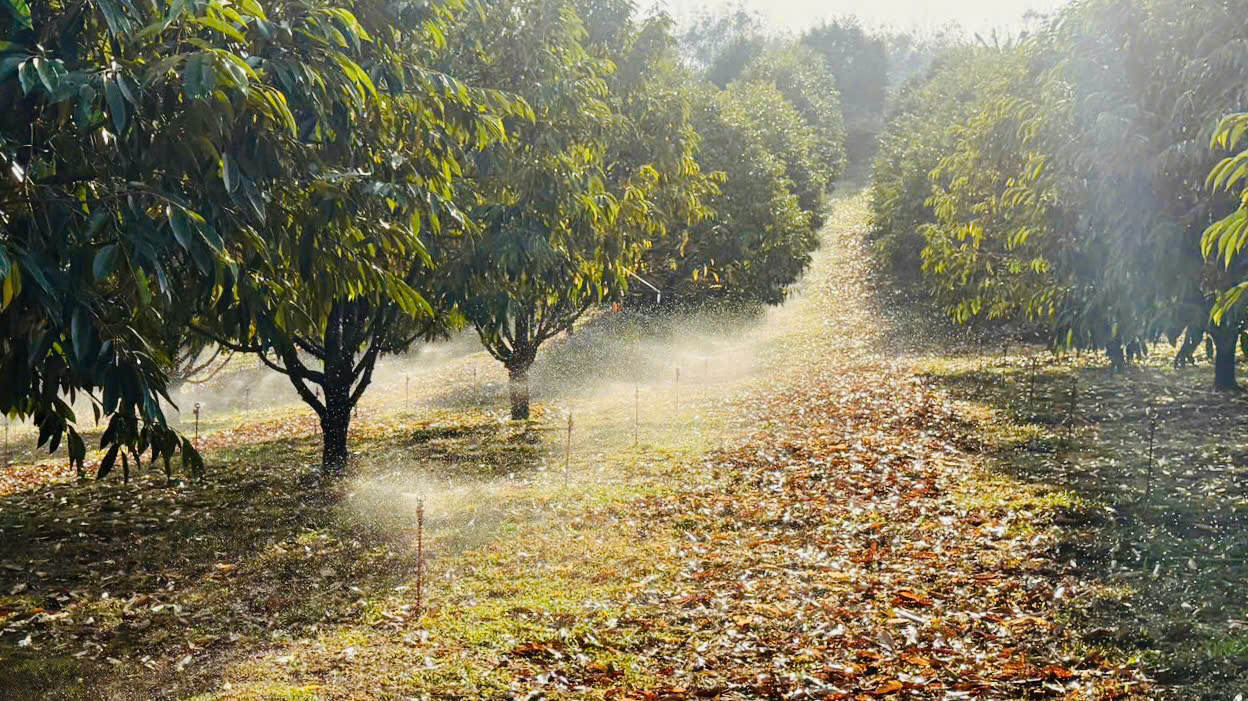 béc tưới vp8 tưới vườn sầu riêng